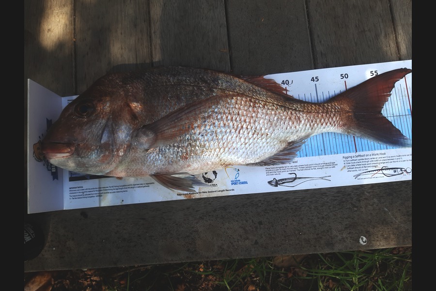 Stef Bayes caught this 55.0cm Snapper at kawau during The Export NZ Fishing Competition