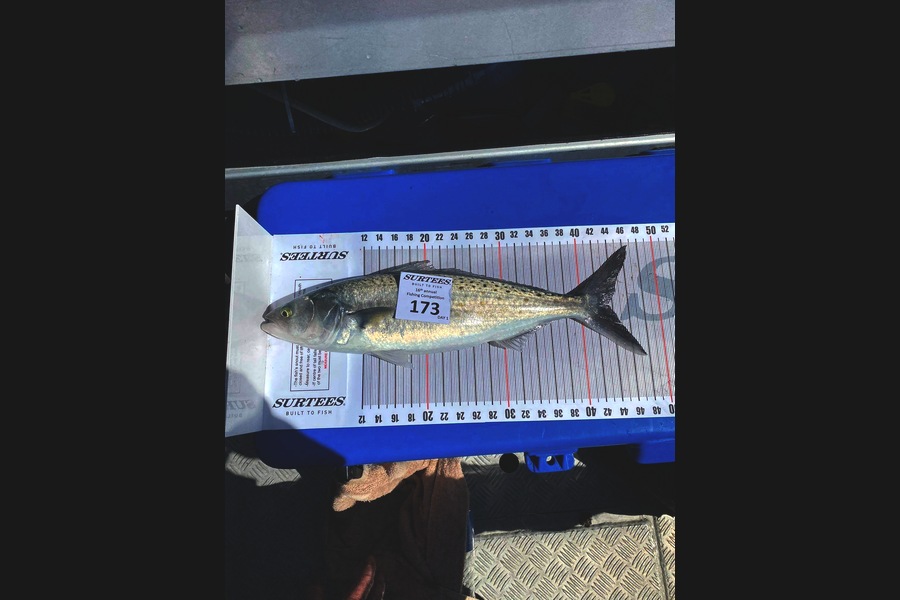 Rebekah Coker caught this 43.5cm Kahawai at Coromandel during The Export NZ Fishing Competition