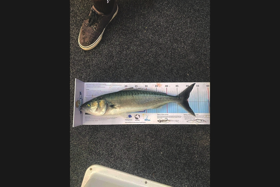Bevan Ellis caught this 49.5cm Kahawai at Waiheke during The Export NZ Fishing Competition