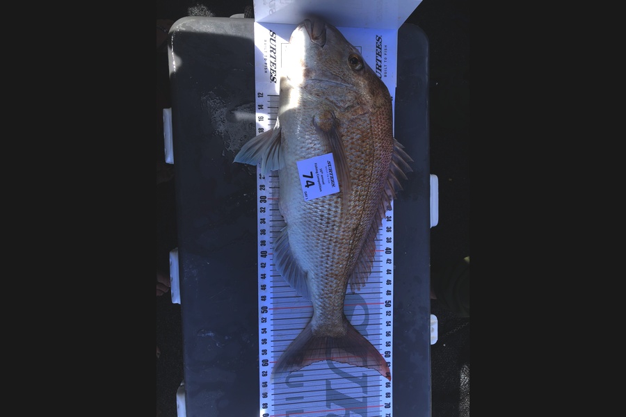 Shawn Beer caught this 60.0cm Snapper at Coromandel during The Export NZ Fishing Competition