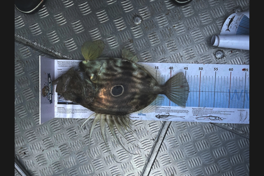 Dean Bateman caught this 46.0cm John Dory at Barrior during The Export NZ Fishing Competition