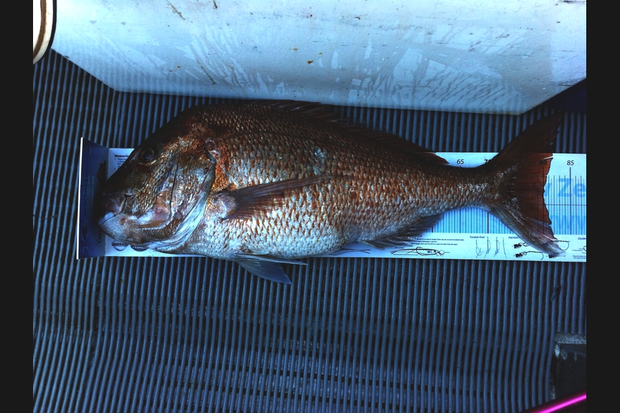 Brent Wall caught this 80.0cm Snapper at Cape Karikari during The Export NZ Fishing Competition