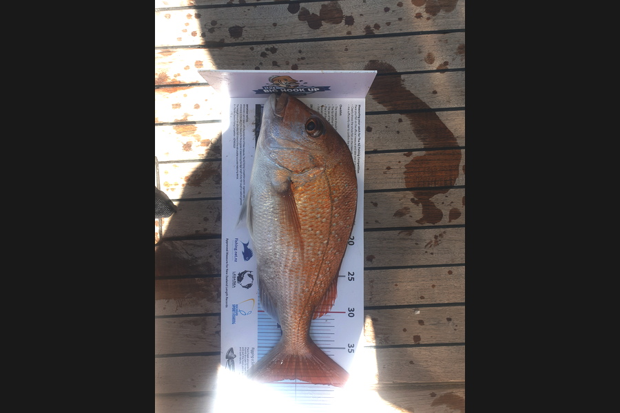 Michael Smith caught this 39.0cm Snapper at Little barrier during The Export NZ Fishing Competition