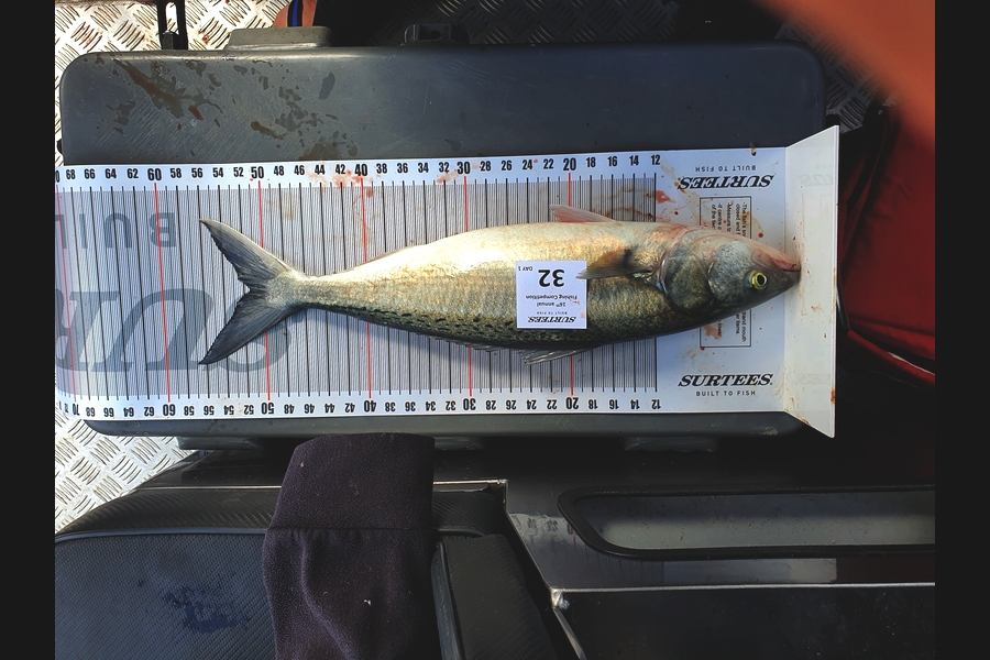 John Fagan caught this 51.5cm Kahawai at Coromandel during The Export NZ Fishing Competition