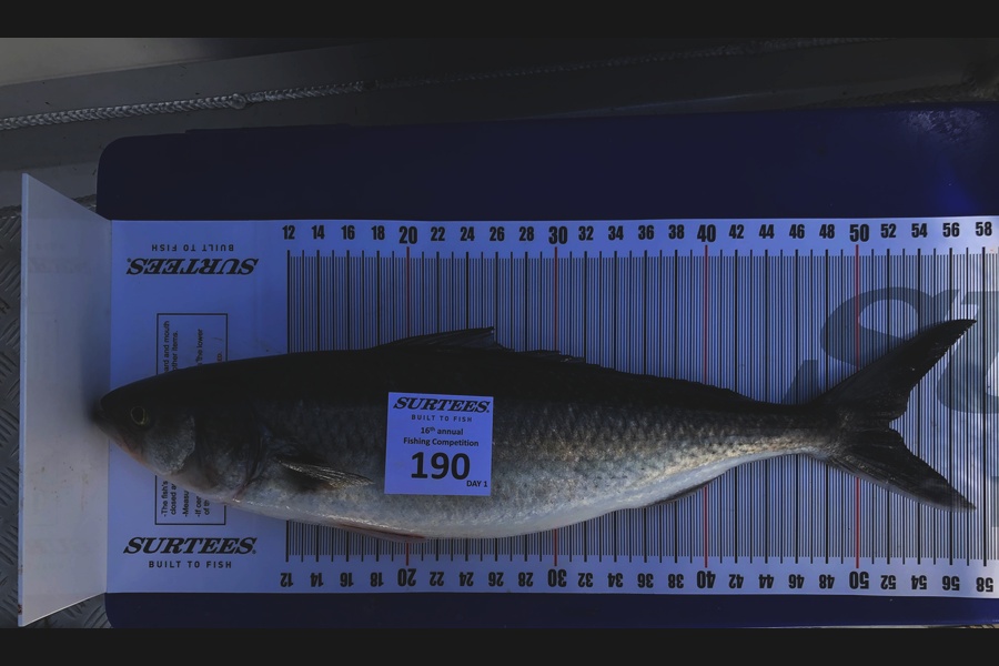 Irma Turnbull caught this 52.0cm Kahawai at Coromandel during The Export NZ Fishing Competition