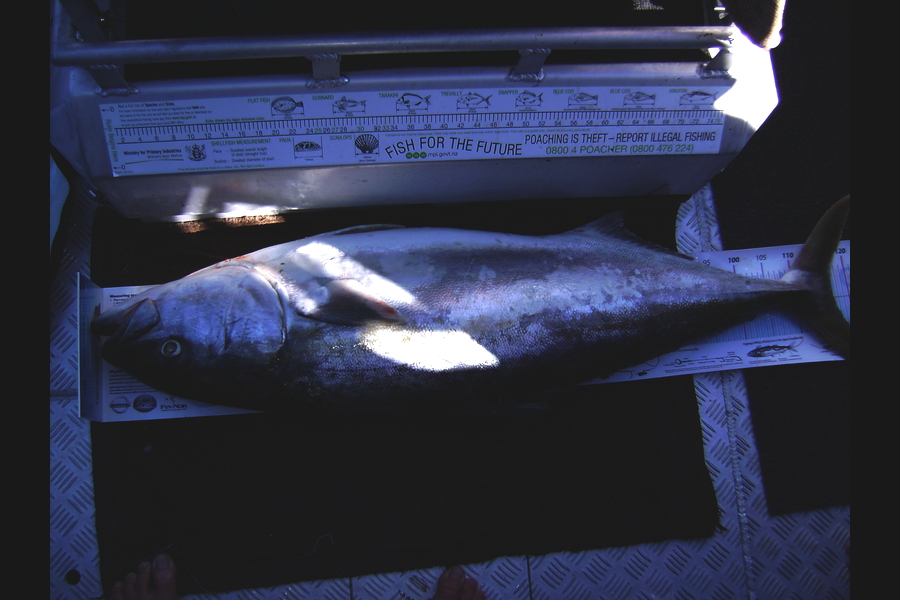 Craig Miller caught this 115.5cm Kingfish at Gisborne during The Export NZ Fishing Competition