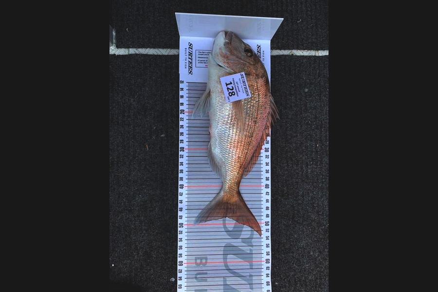 Susan Warren caught this 48.0cm Snapper at Coromandel during The Export NZ Fishing Competition