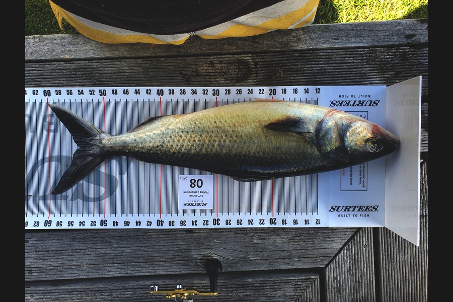 Richard  Ingram  caught this 54.5cm Kahawai at Coromandel during The Export NZ Fishing Competition