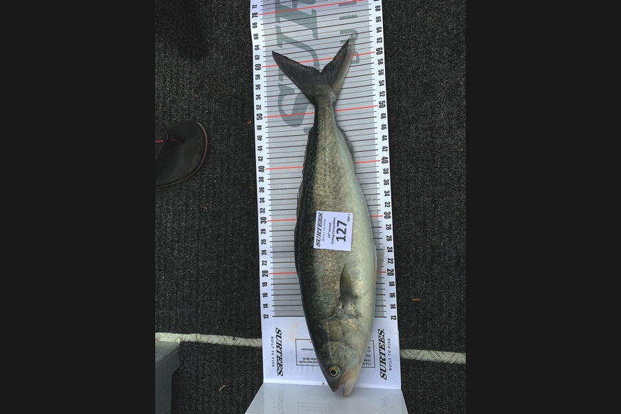 Leif Warren caught this 57.5cm Kahawai at Mercury island  during The Export NZ Fishing Competition