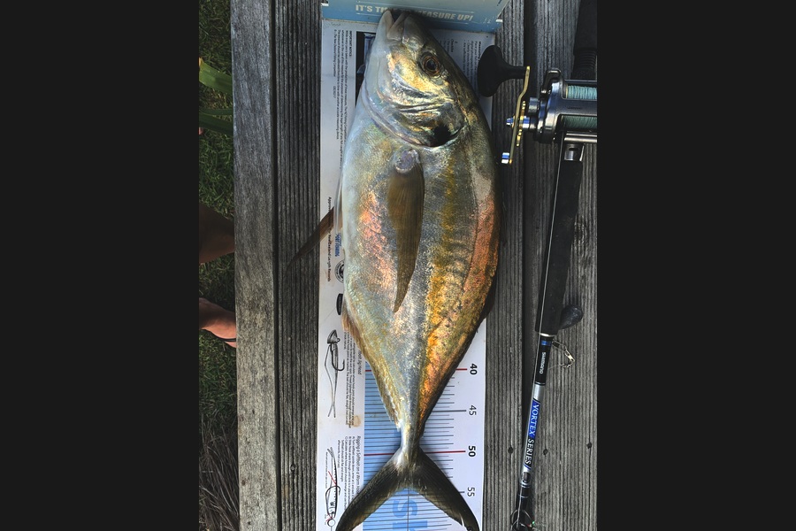 Jake Searle caught this 54.0cm Trevally at Coromandel during The Export NZ Fishing Competition