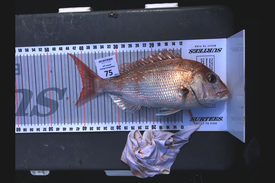 Mark Beer caught this 40.0cm Snapper at Coromandel during The Export NZ Fishing Competition
