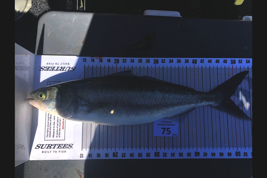 Mark Beer caught this 49.0cm Kahawai at Coromandel during The Export NZ Fishing Competition