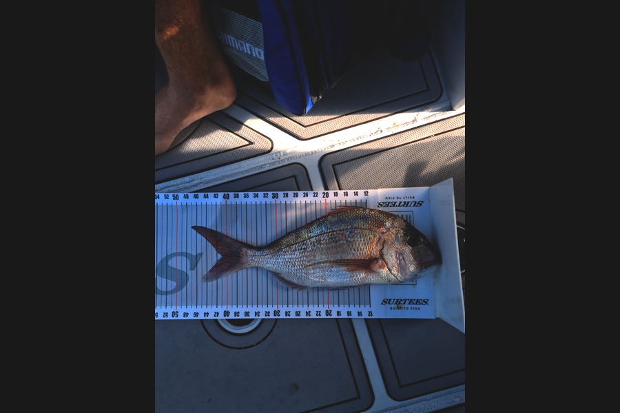 Cameron Robertson caught this 41.0cm Snapper at Coromandel during The Export NZ Fishing Competition