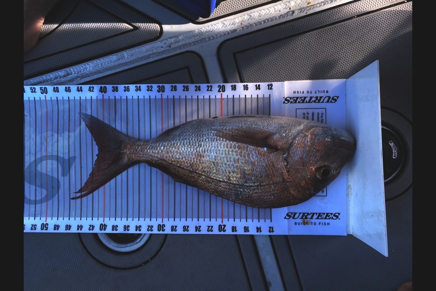 Rhys Sutton caught this 41.0cm Snapper at Coromandel during The Export NZ Fishing Competition