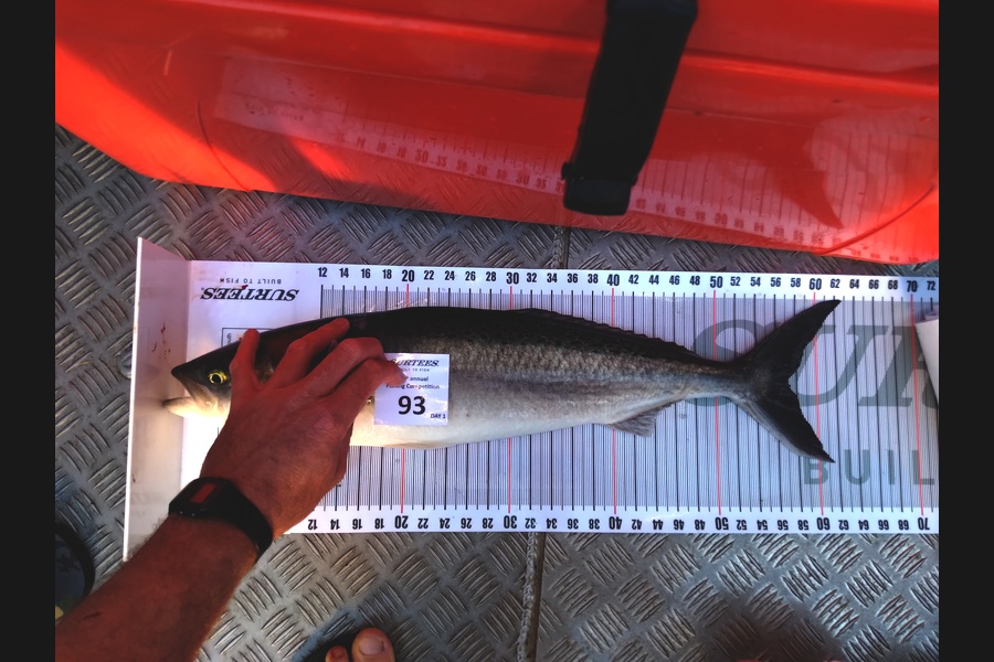 Tyler Garrett caught this 57cm Kahawai at Coromandel during The Export NZ Fishing Competition