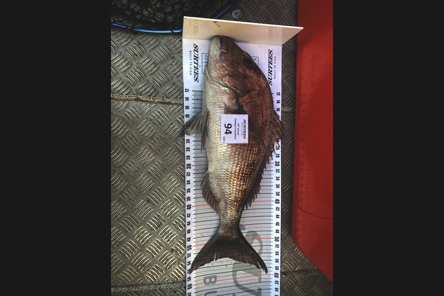Craig Goodhue caught this 54.0cm Snapper at Coromandel during The Export NZ Fishing Competition