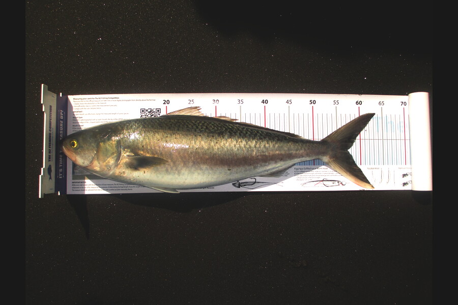 Mefi Lamositele caught this 57.0cm Kahawai at Whatipu during The Export NZ Fishing Competition