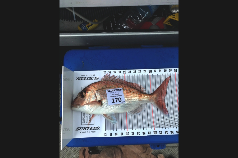 Glen Spearpoint caught this 35.0cm Snapper at Coromandel during The Export NZ Fishing Competition