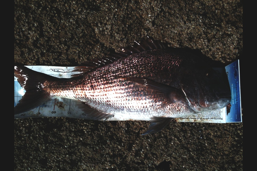 Ross McNaughton caught this 70.0cm Snapper at Rodney during The Export NZ Fishing Competition