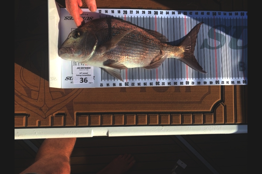 Navy Boy caught this 42.5cm Snapper at Coromandel during The Export NZ Fishing Competition