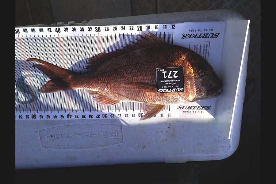 Janice Pauline Lee caught this 44.0cm Snapper at Coromandel during The Export NZ Fishing Competition