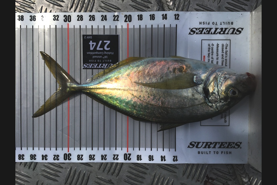 Amanda Connell caught this 31.0cm Trevally at Coromandel during The Export NZ Fishing Competition