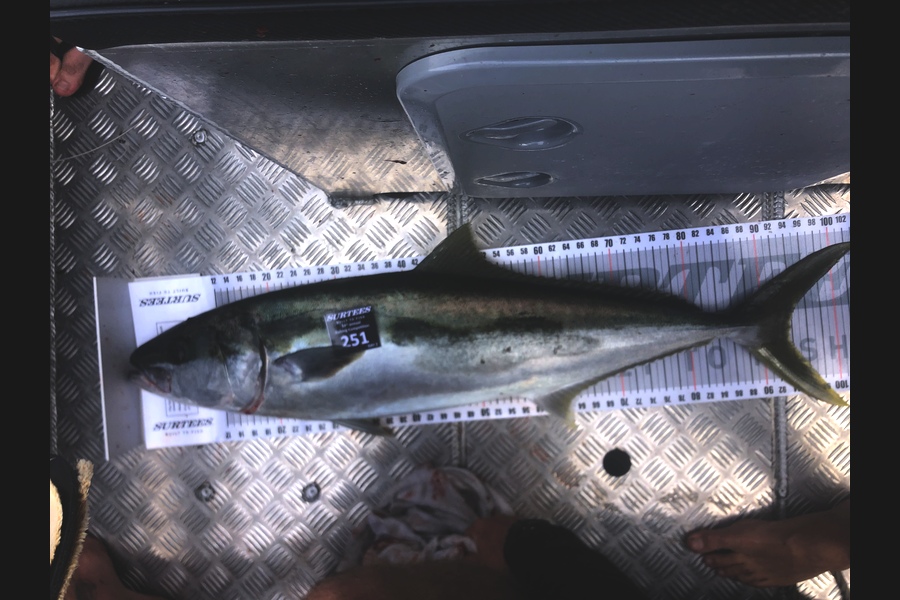Shayne Zonneveld caught this 93.0cm Kingfish at Coromandel during The Export NZ Fishing Competition