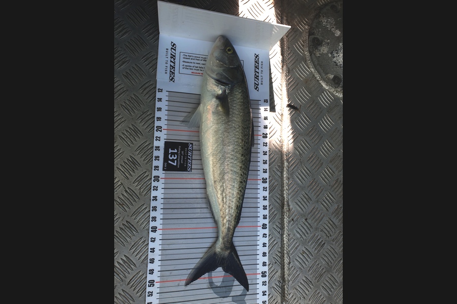 Cade Paton caught this 48.0cm Kahawai at Coromandel during The Export NZ Fishing Competition