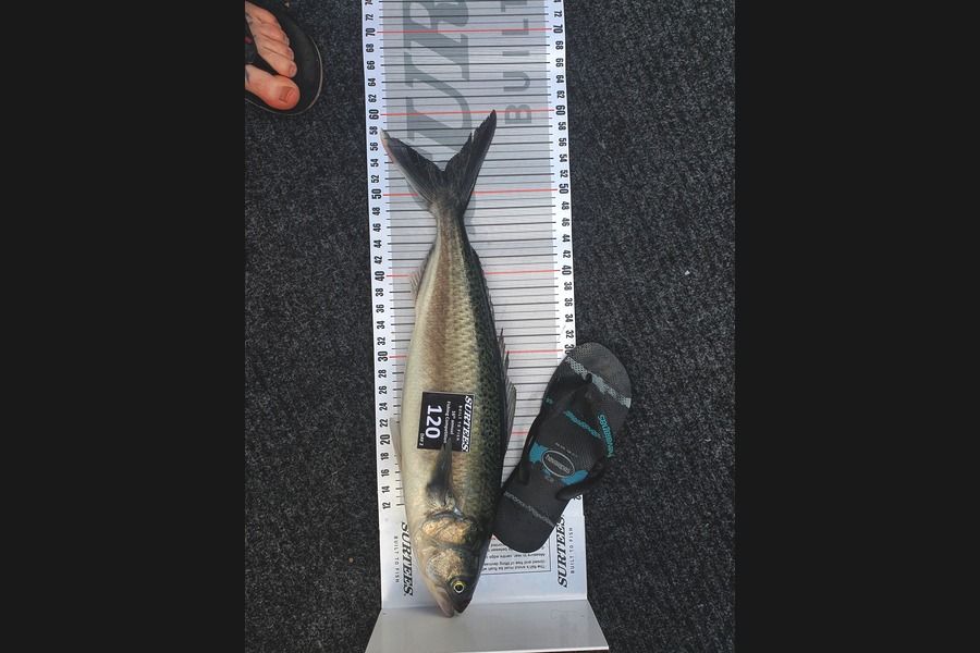 robert VanBellen caught this 53.0cm Kahawai at Coromandel during The Export NZ Fishing Competition