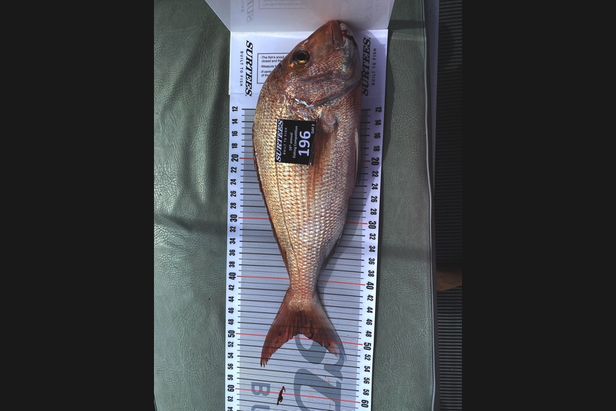 Lee Martin caught this 49.0cm Snapper at Coromandel during The Export NZ Fishing Competition