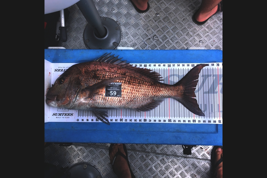 Adin Wolfsbauer caught this 61.0cm Snapper at Coromandel during The Export NZ Fishing Competition