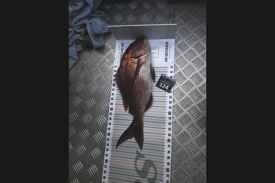Bevan Eden caught this 40.0cm Snapper at Coromandel during The Export NZ Fishing Competition
