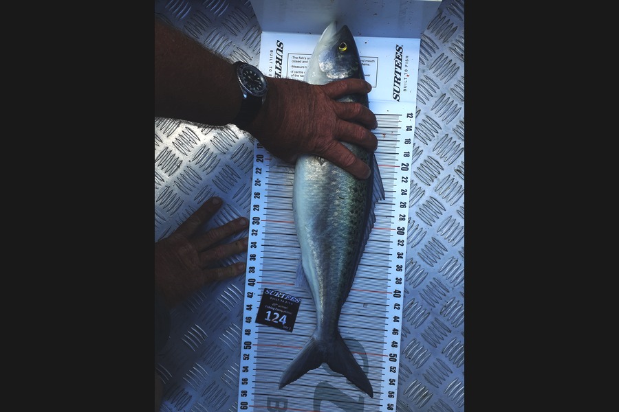 Bevan Eden caught this 52.0cm Kahawai at Coromandel during The Export NZ Fishing Competition