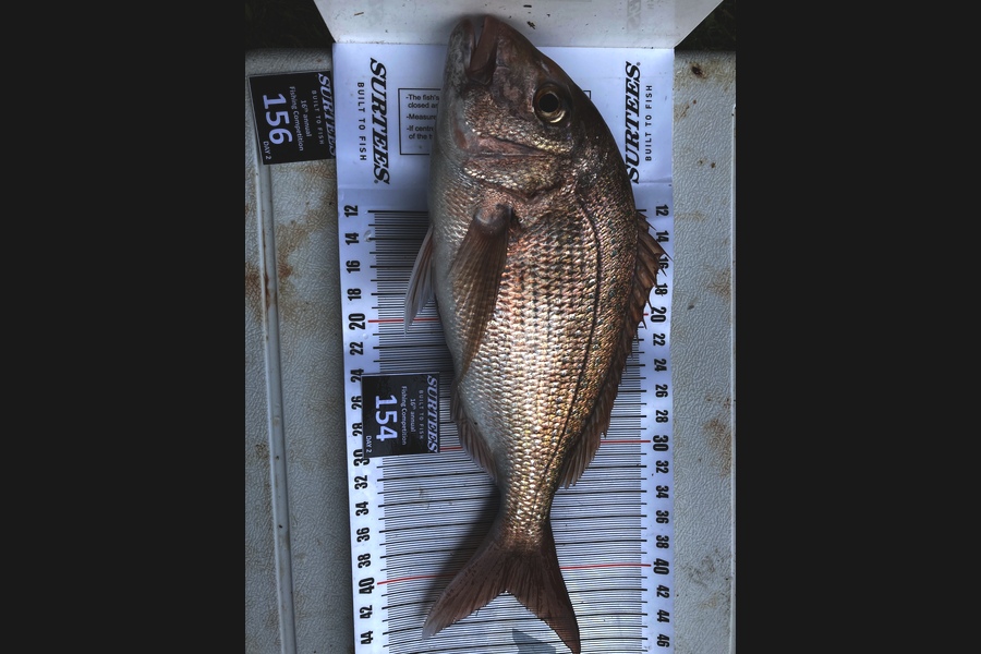 Wayne Munro caught this 41.5cm Snapper at Coromandel during The Export NZ Fishing Competition
