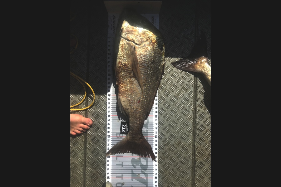 Scott Ruddy caught this 68.0cm Snapper at Cuvier  during The Export NZ Fishing Competition