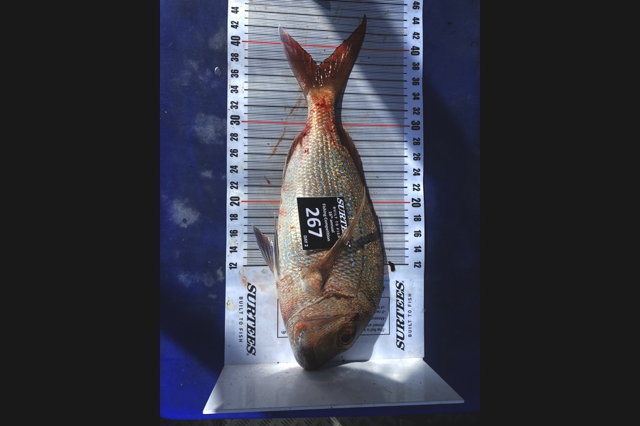 Sascha Haag caught this 37.5cm Snapper at Coromandel during The Export NZ Fishing Competition