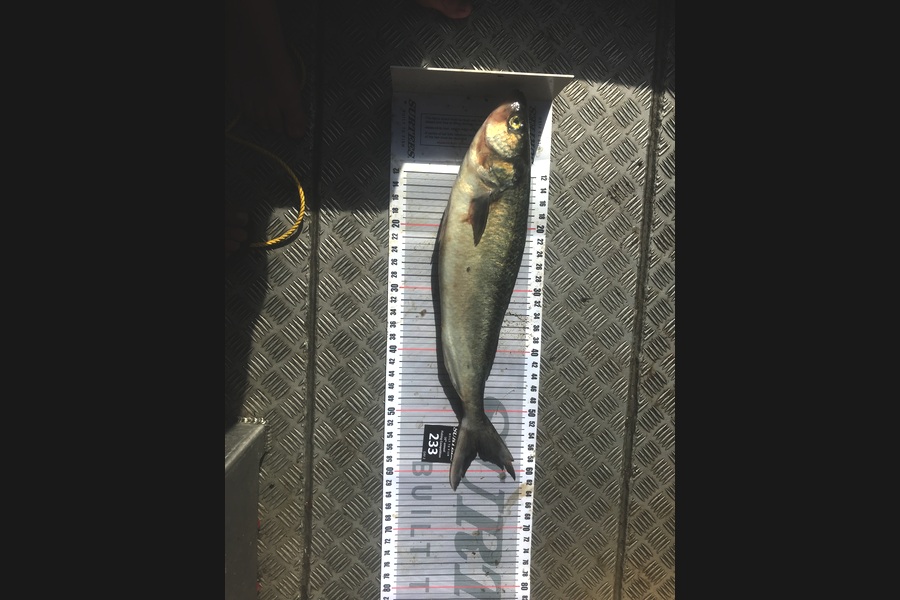 Scott Ruddy caught this 56.0cm Kahawai at Coromandel during The Export NZ Fishing Competition