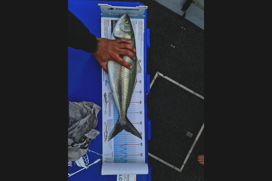 Simon McMillan caught this 52.5cm Kahawai at Firth of Thames during The Export NZ Fishing Competition