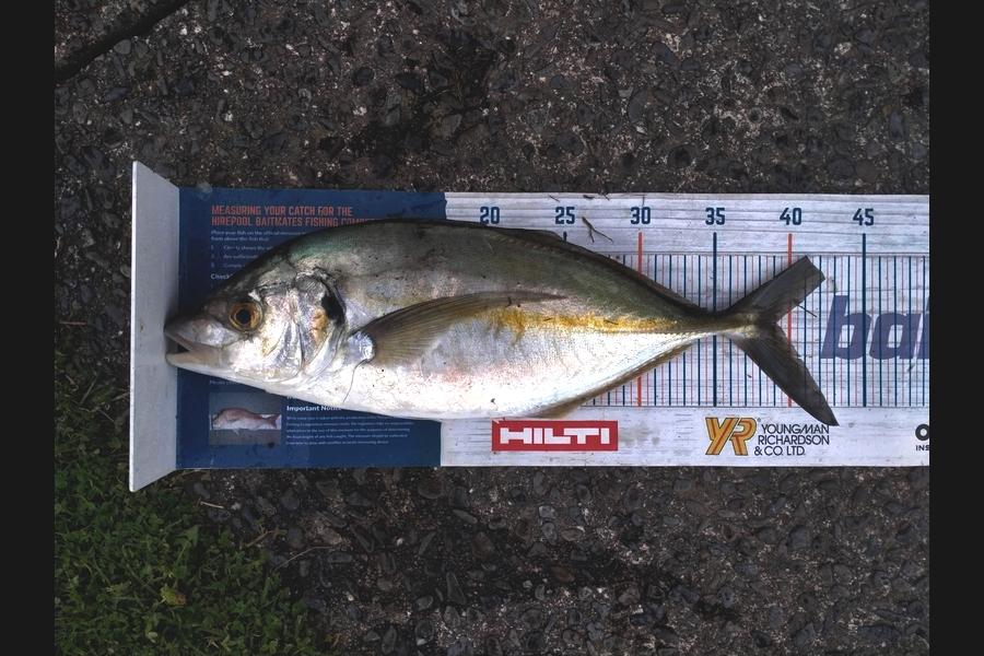 Estella  Carmichael  caught this 39.0cm Trevally at Napier during The Export NZ Fishing Competition