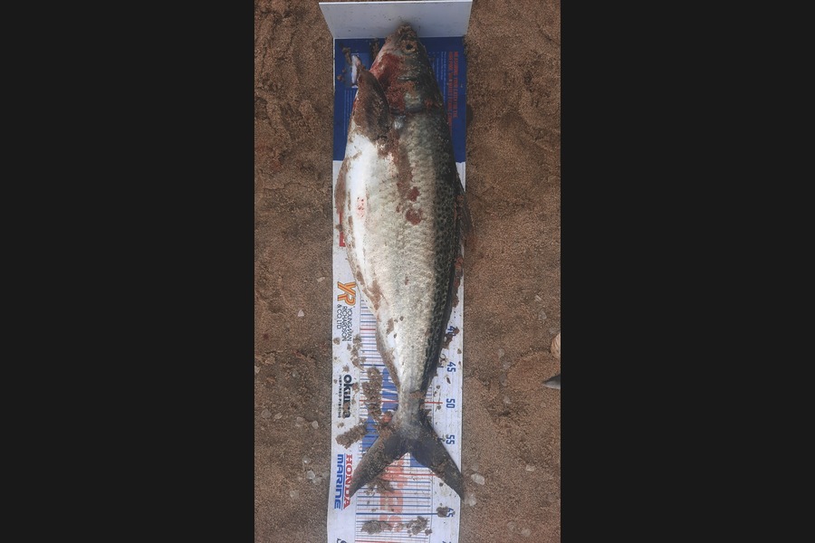 Jayden Emtage caught this 57.0cm Kahawai at glinks gully during The Export NZ Fishing Competition