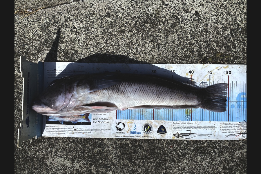 Andrew Hill caught this 49.5cm Blue Cod at Far North during The Export NZ Fishing Competition