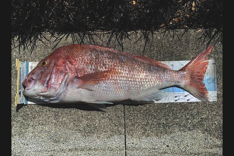 Cooper Hill caught this 85.0cm Snapper at Port Jackson during The Export NZ Fishing Competition
