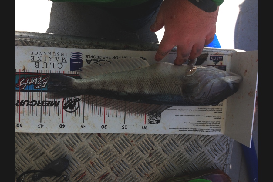 Andrew Claridge caught this 43.5cm Blue Cod at moeraki during The Export NZ Fishing Competition