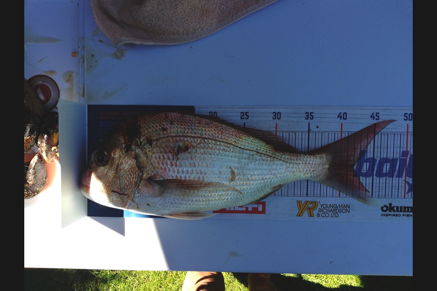 Karen Moffatt-McLeod caught this 42.0cm Snapper at Whitianga during The Export NZ Fishing Competition
