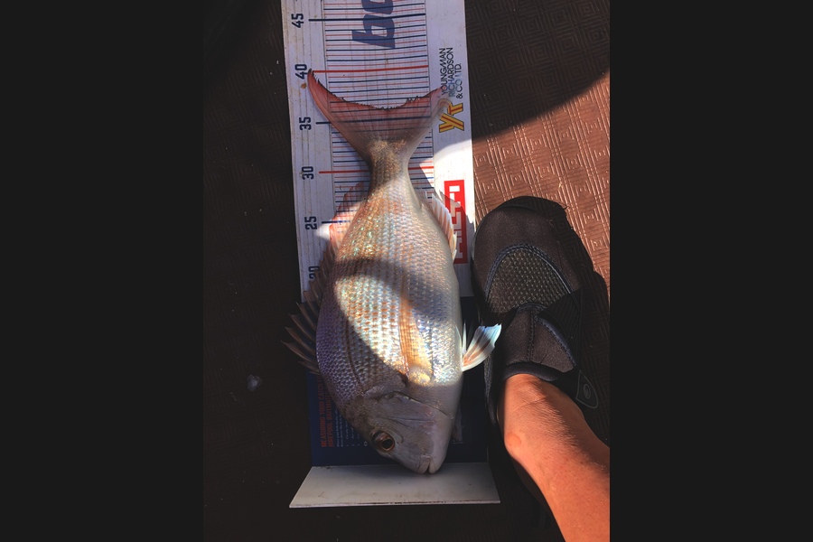 Amber Raudon caught this 36cm Snapper at Kaipara  during The Export NZ Fishing Competition