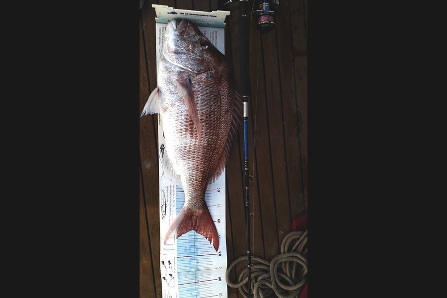 Doug Batchelor  caught this 62cm Snapper at Bay of Plenty  during The Export NZ Fishing Competition