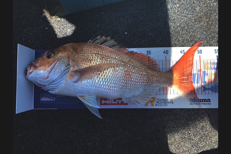 Heindrik Oudshoorn caught this 47.0cm Snapper at Kauwua  during The Export NZ Fishing Competition