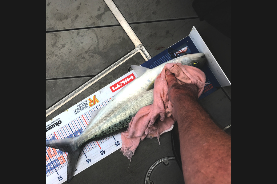 David Monagan caught this 49.0cm Kahawai at Pourerere  during The Export NZ Fishing Competition