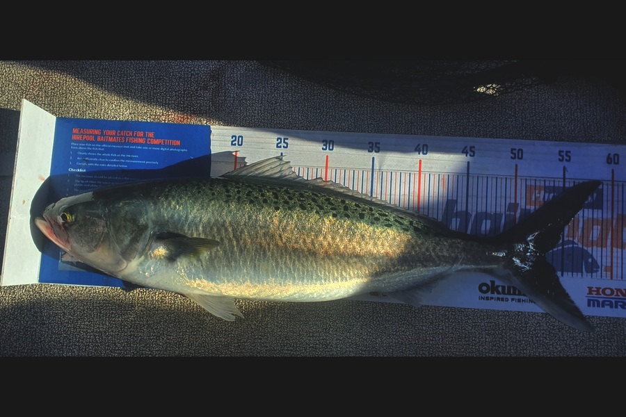Kristian Borgolte caught this 53.0cm Kahawai at Whangaroa during The Export NZ Fishing Competition