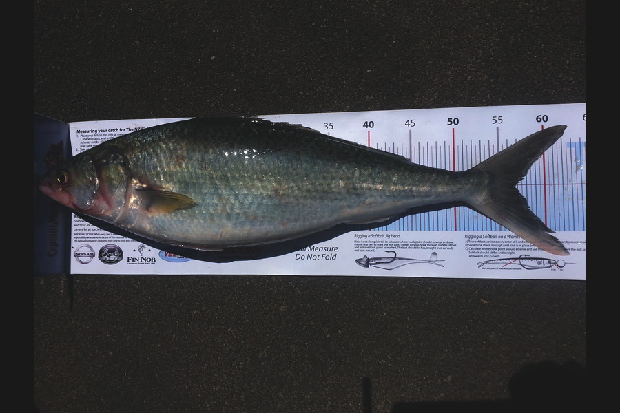 Frank van Vroonhoven caught this 56.5cm Kahawai at Raglan during The Export NZ Fishing Competition